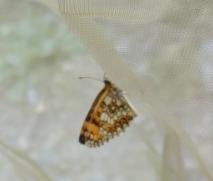 Melitaea sp.